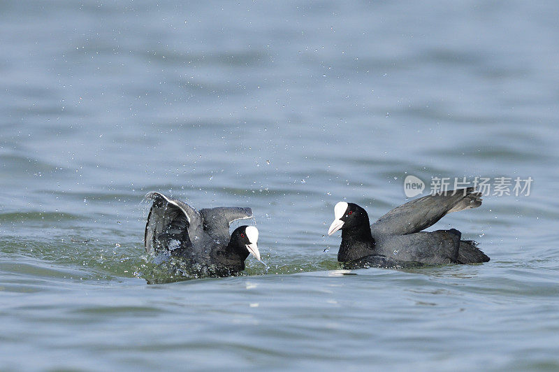 欧亚白骨顶战斗(Fulica atra)